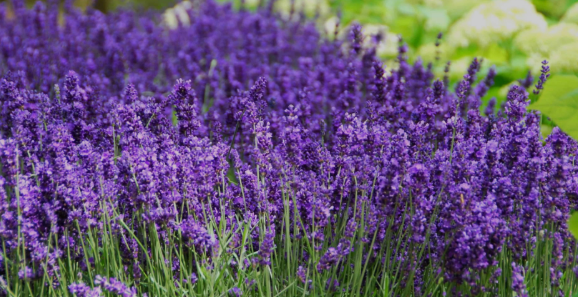 Lavender Hidcote in a 9cm pot